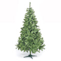 270cm Colorado Spruce with 1463 Tips