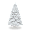 White Colorado Spruce Christmas Tree