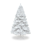 White Colorado Spruce Christmas Tree