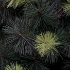Natural Needle PE Scots Pine Christmas Tree