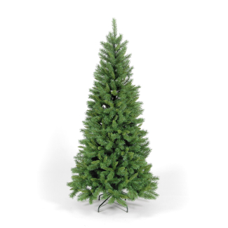 270cm Green Duchess Spruce with 1720 Tips